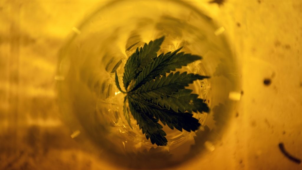 Legal marijuana, but Uruguayans still prefer black market - AFR | Online Free Press release news distribution - Vimarsana News