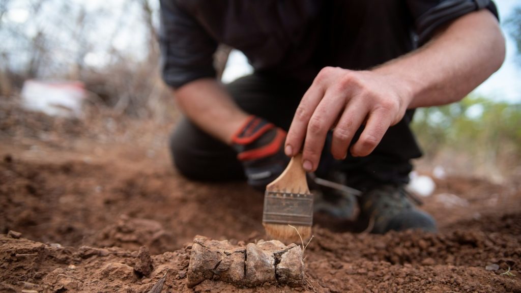 Africa's oldest dinosaur found in Zimbabwe - Science-Environment News - Report by AFR | Online Free Press release news distribution - Vimarsana News