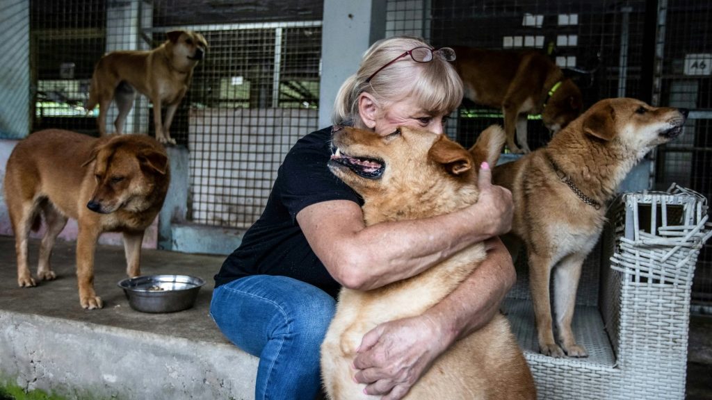 Hong Kong exodus sparks surge in abandoned pets - Health and Lifestyle News - Report by AFR | Online Free Press release news distribution - Vimarsana News