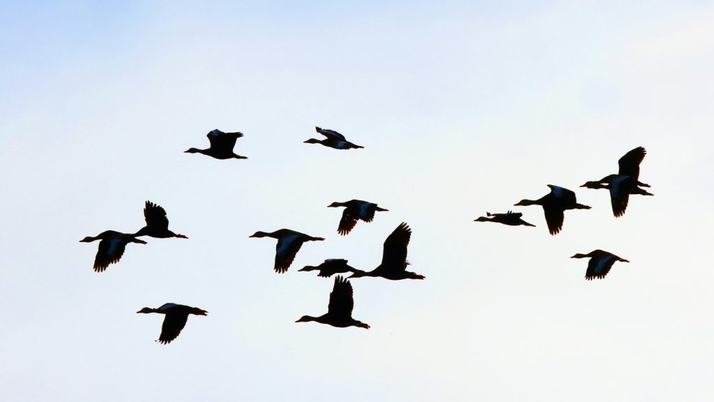 Mercury pollution makes ducks more likely to get bird flu: study - Science-Environment News - Report by AFR | Online Free Press release news distribution - Vimarsana News