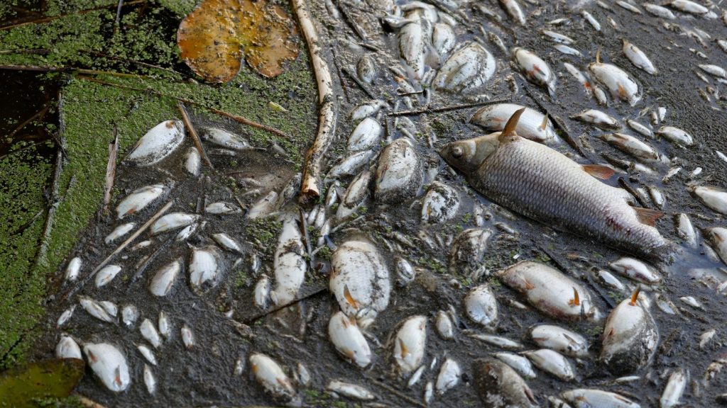 Poland blames toxic algae for Oder river fish kill - International News News - Report by AFR | Online Free Press release news distribution - Vimarsana News