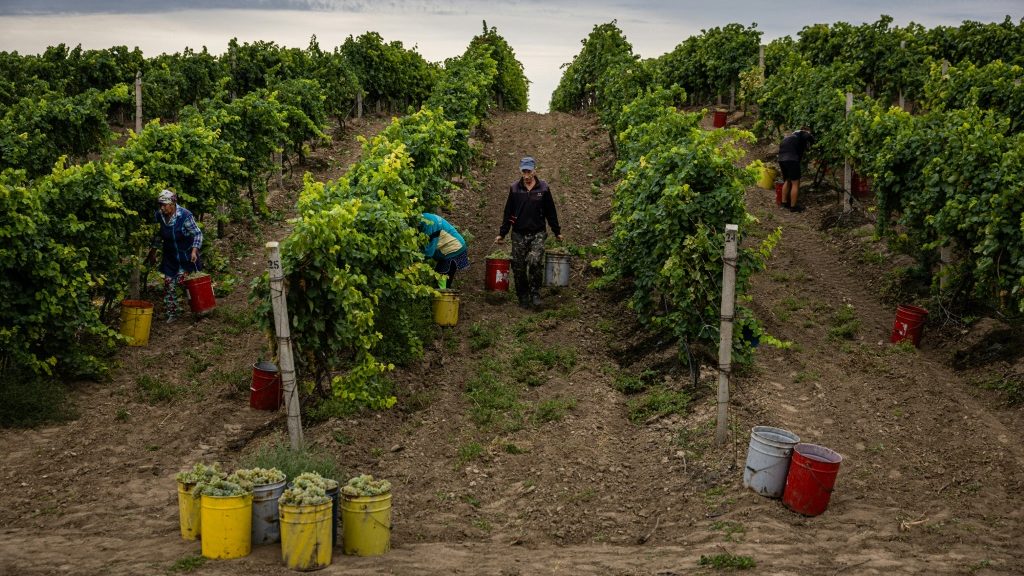 Ukraine's winegrower 'closest to the frontline' - Health and Lifestyle News - Report by AFR | Online Free Press release news distribution - Vimarsana News