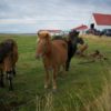 Activists see red over Icelands blood mares International News