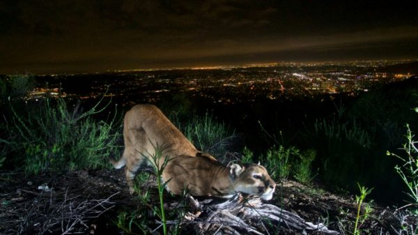 Cougars of LA imperiled by more frequent wildfires US
