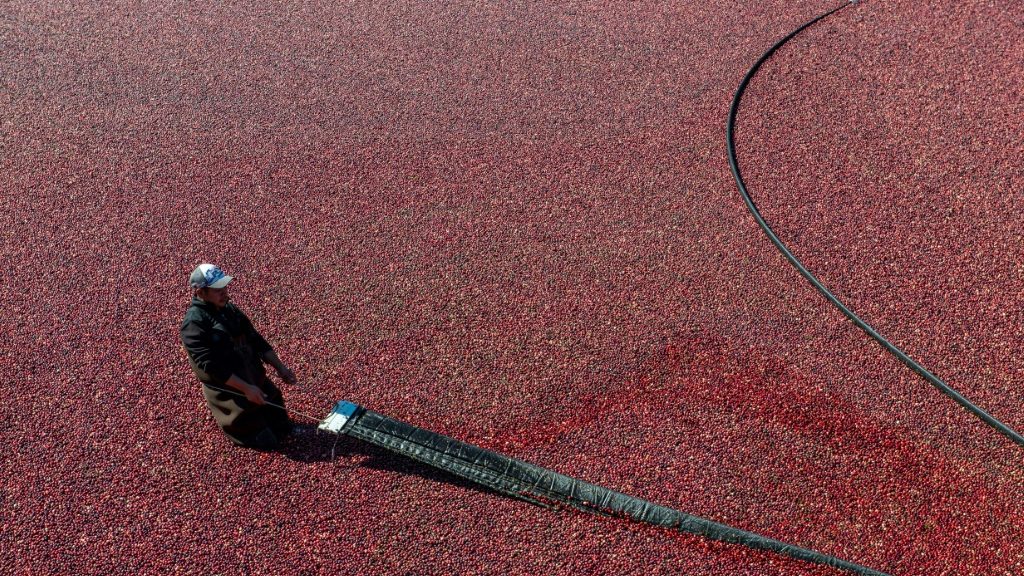 Cranberry farmers fight climate change to protect Thanksgiving staple - US News News - Report by AFR | Online Free Press release news distribution - Vimarsana News