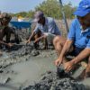 Egypt replants mangrove treasure to fight climate change impacts