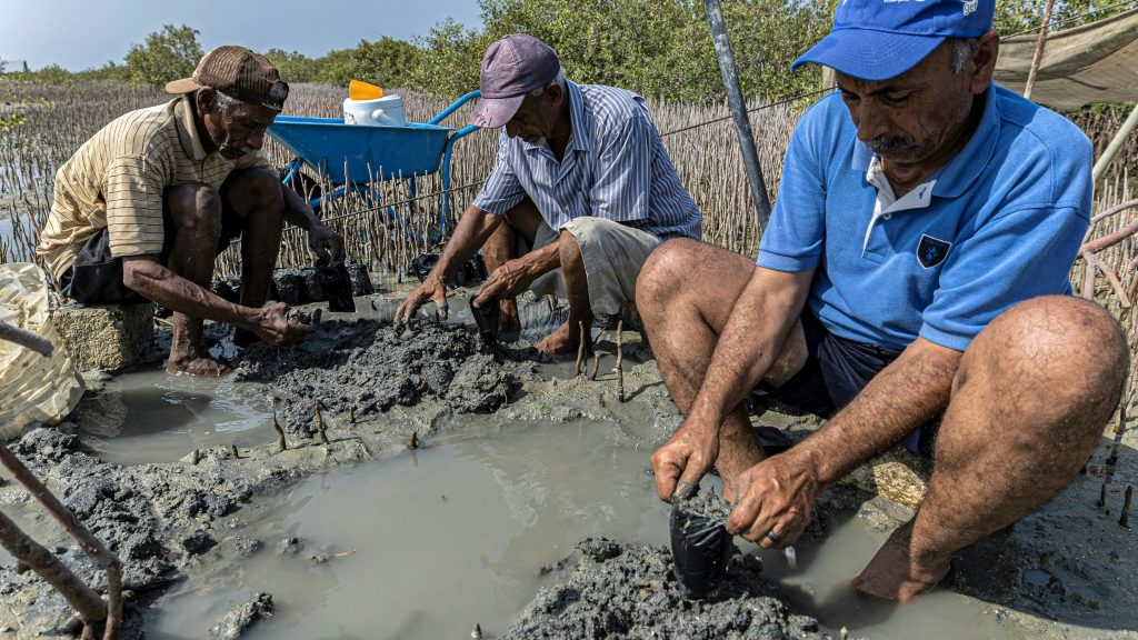 Egypt replants mangrove 'treasure' to fight climate change impacts - Africa News - Report by AFR | Online Free Press release news distribution - Vimarsana News