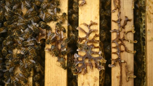 Europes bees stung by climate pesticides and parasites