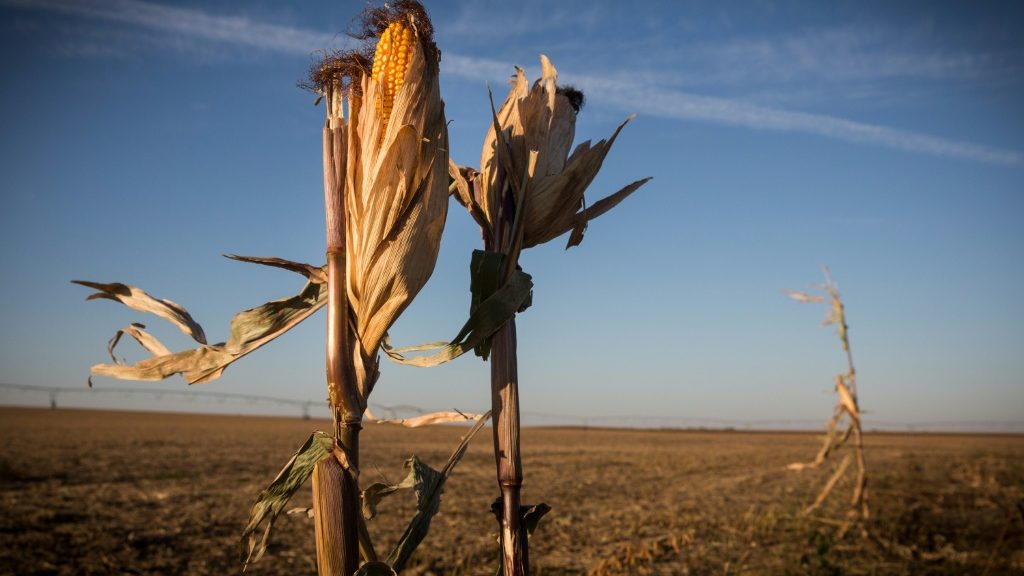 Farmers in US Midwest struggle amid prolonged drought - Science-Environment News - Report by AFR | Online Free Press release news distribution - Vimarsana News