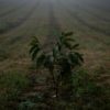 For blight ridden American chestnut tree rebirth may be in offing