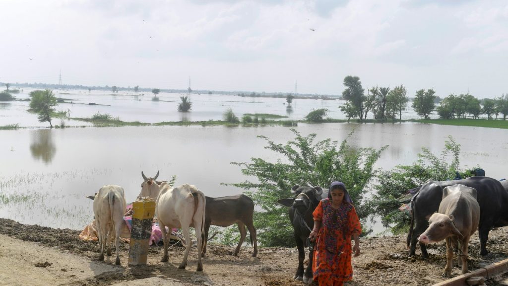 Heat, then floods ruin Pakistani farmers' livelihoods | Online Free Press release news distribution - Vimarsana News
