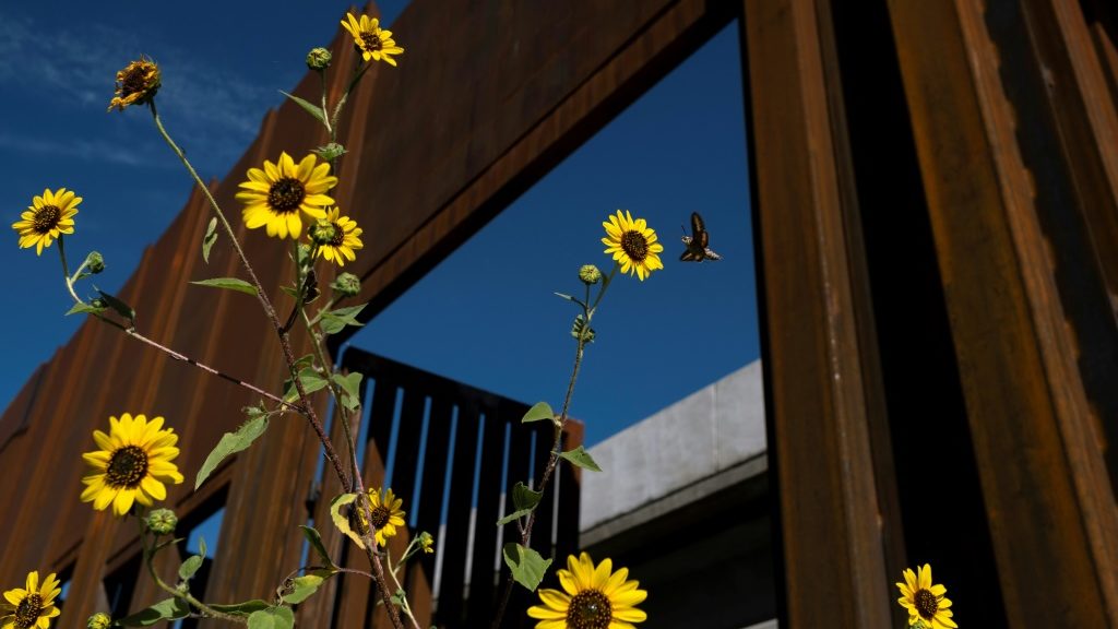Protecting wildlife along the US-Mexico border - Science-Environment News - Report by AFR | Online Free Press release news distribution - Vimarsana News