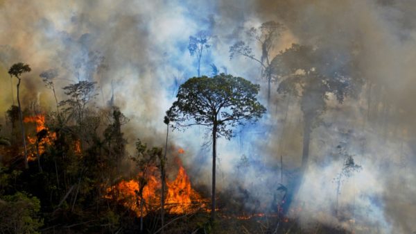 Brazilian Amazon deforestation falls but up 60 under Bolsonaro
