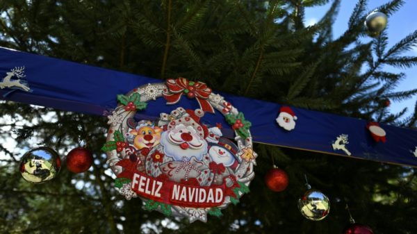 Christmas brings bad tidings for endangered Guatemalan fir Science Environment
