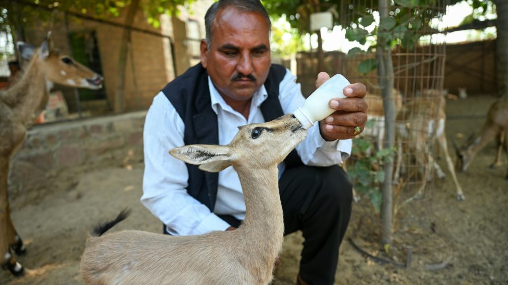India's Bishnoi community, the original eco-warriors - International News News - Report by AFR | Online Free Press release news distribution - Vimarsana News