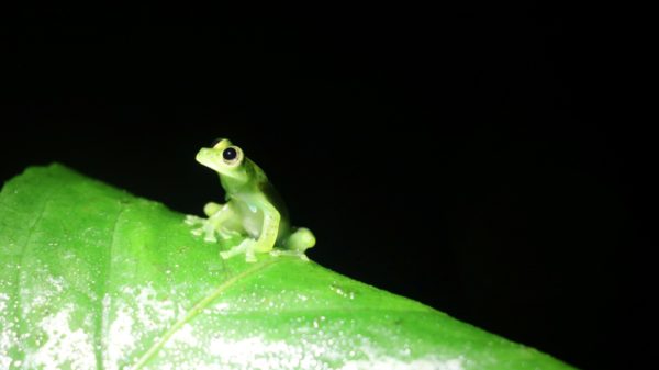 Turtles and see through frogs on agenda at wildlife summit