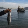 Where are the mackerel Alarm as Bosphorus fish stocks crash