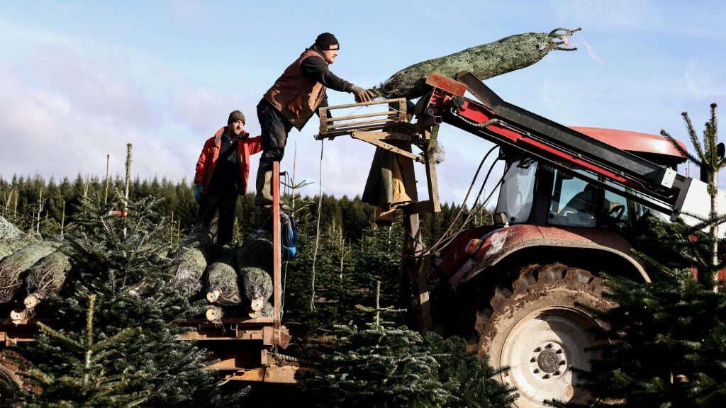 Belgian Christmas tree growers grapple with price spikes - Health and Lifestyle News - Report by AFR | Online Free Press release news distribution - Vimarsana News
