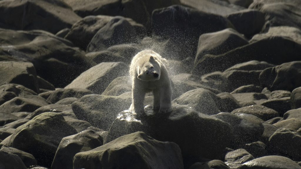 Canadian polar bears disappearing fast: study - Canada News - Report by AFR | Online Free Press release news distribution - Vimarsana News