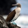 Ecuador seeks to protect unique Galapagos birds from flu