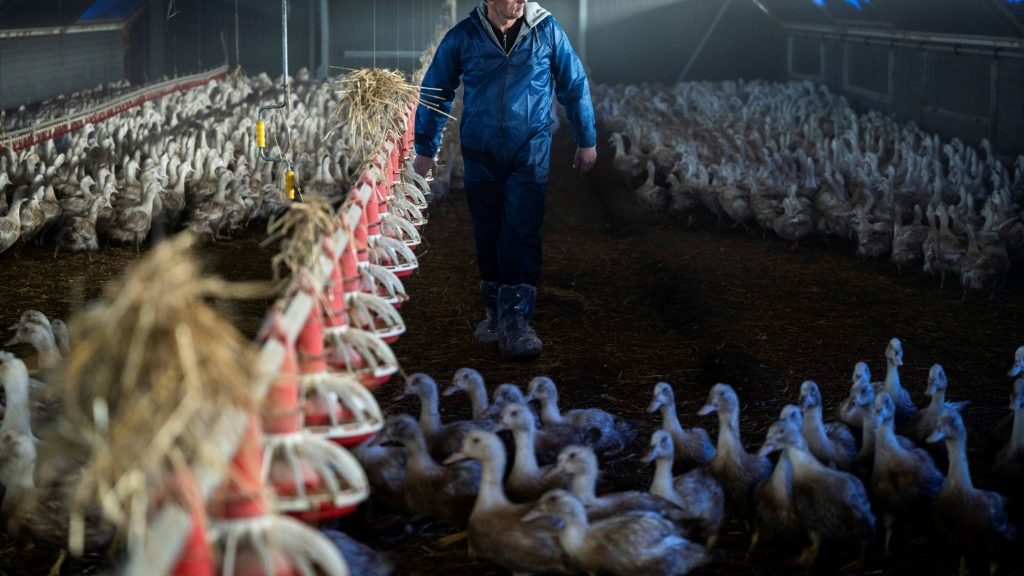 French foie gras in short supply, forcing farmers to adapt - Health and Lifestyle News - Report by AFR | Online Free Press release news distribution - Vimarsana News