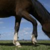 In Uruguay an effort to save horses from foreign plates