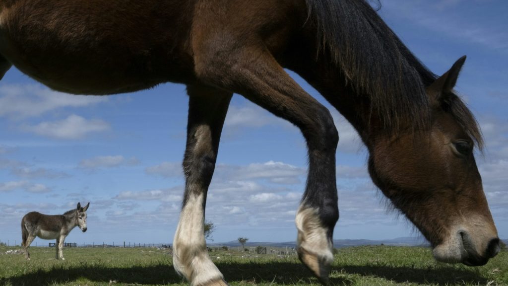 In Uruguay, an effort to save horses from foreign plates - Health and Lifestyle News - Report by AFR | Online Free Press release news distribution - Vimarsana News