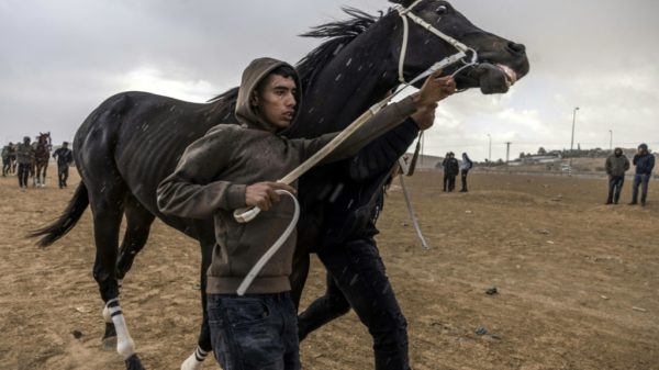 Off a desert highway Israel Bedouins rejoice in horse racing