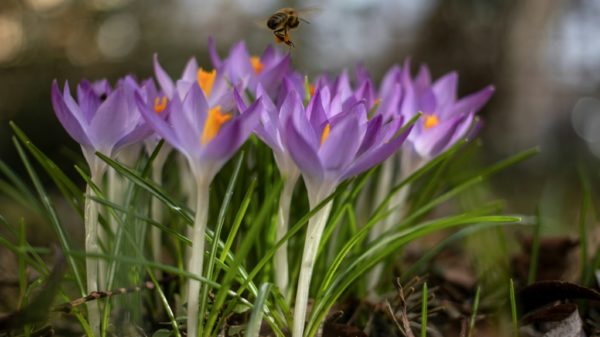 EU eyes more help for shrinking bee populations Business