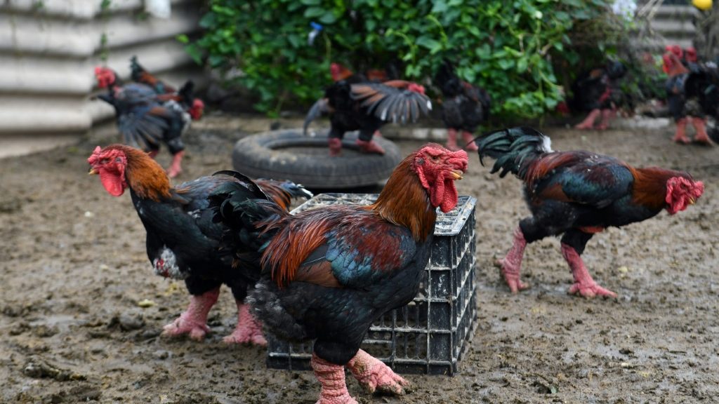 Giant legs of Vietnam's 'dragon chicken' a Lunar New Year delicacy - Health and Lifestyle News - Report by AFR | Online Free Press release news distribution - Vimarsana News