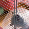 Hong Kong to resume hamster imports a year after mass