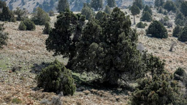 Lebanese villagers try to stem illegal logging scourge Science Environment