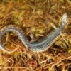 New species of lizard discovered in Peru national park