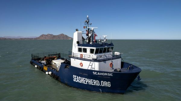 New vessel deployed in fight to save near extinct Mexico porpoise