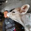 Tunisia milk market collapsing as feed prices soar