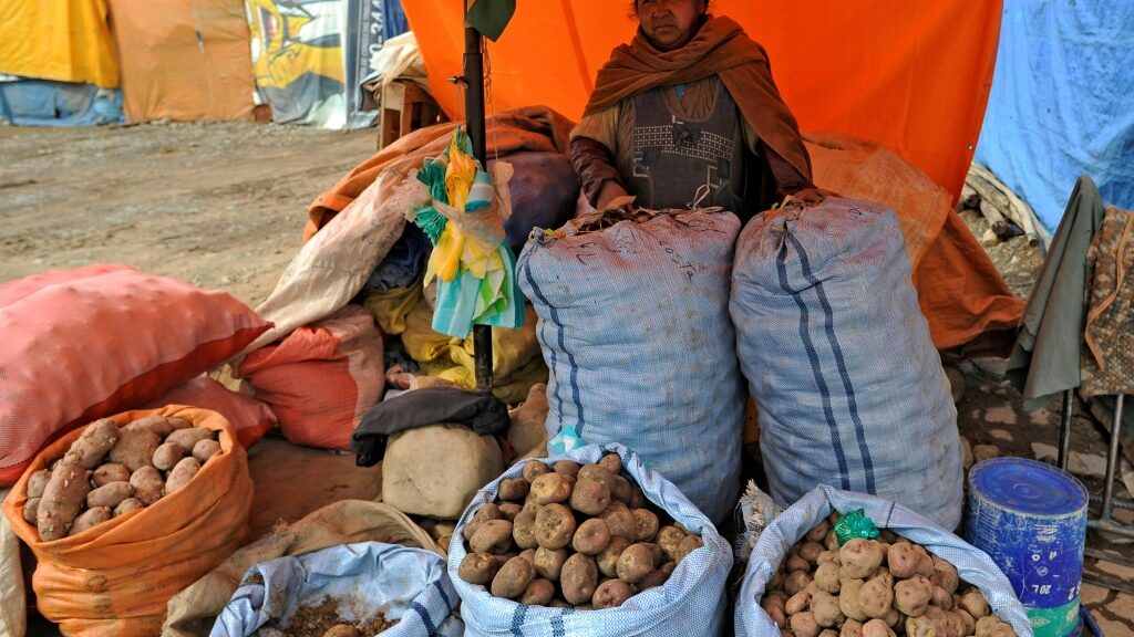 Drought and frost batter vital potato crops in Bolivia - AFR | Online Free Press release news distribution - Vimarsana News
