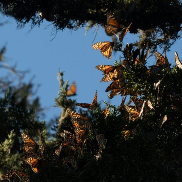Endangered monarch butterflies face perilous storm Science Environment News
