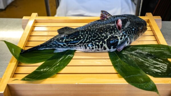 Fukushima fishermen pin hopes on pufferfish Science Environment News