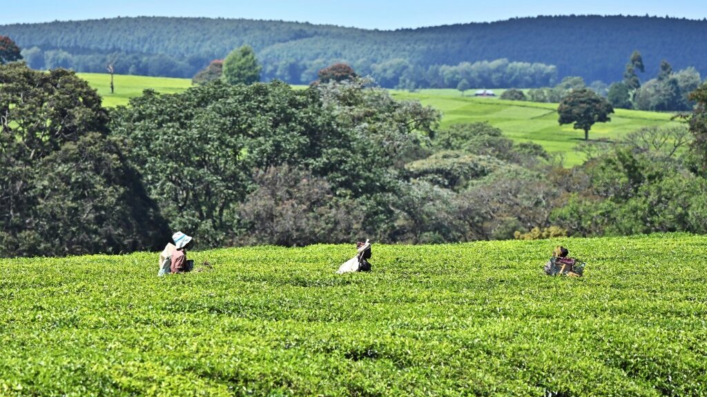 Kenya launches probe into sex abuse claims at UK tea firms - Africa News - Report by AFR | Online Free Press release news distribution - Vimarsana News