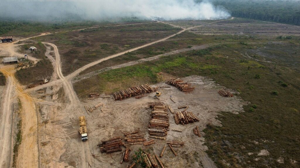 Major firms not doing enough to curb deforestation: report - Health and Lifestyle News - Report by AFR | Online Free Press release news distribution - Vimarsana News