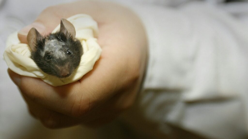 Mice trial raises hopes for 'on demand' male contraceptive - Science-Environment News - Report by AFR | Online Free Press release news distribution - Vimarsana News