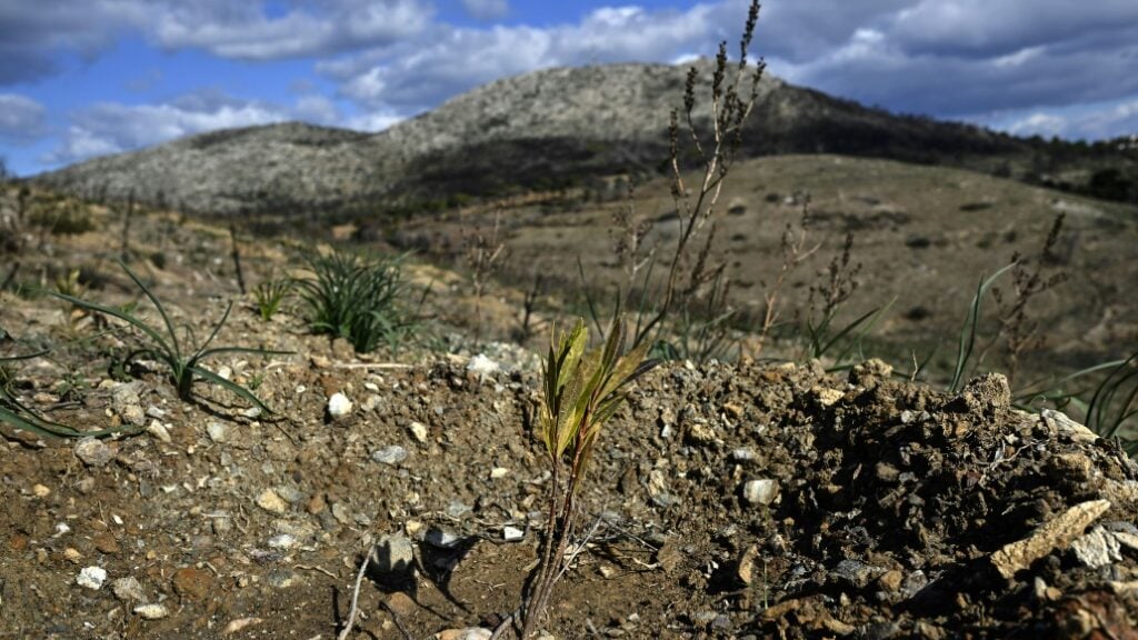 New hope for forests of ancient Athens' silver hills - Science-Environment News - Report by AFR | Online Free Press release news distribution - Vimarsana News