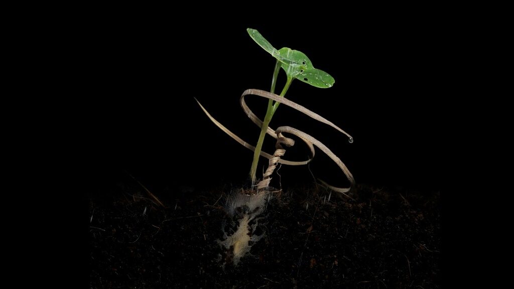 Self-drilling seed carriers break new ground - Science-Environment News - Report by AFR | Online Free Press release news distribution - Vimarsana News