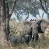 Uganda wildlife numbers soar due to enhanced protection Africa