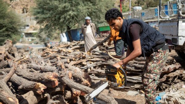 War weary Yemenis fell trees for fuel cash Middle East