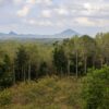 a contested tool to fight deforestation Science Environment News