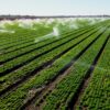 Californias desert farmers defend their river rights Health and