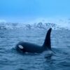 Surgical shark killing orcas fascinate off South Africa Science Environment News