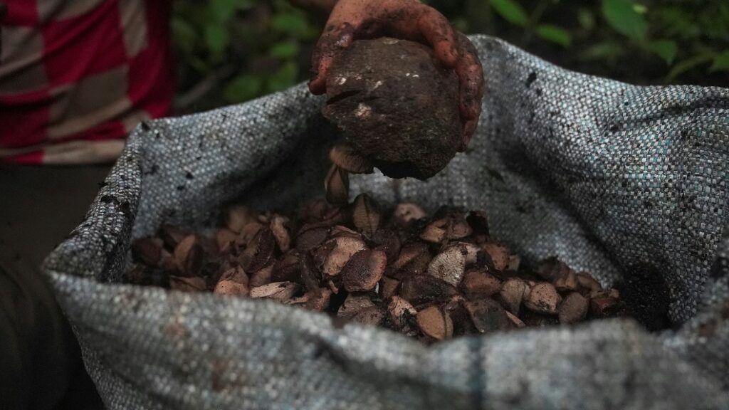 'Really hard' -- the life of an Amazon Brazil nut harvester - AFR | Online Free Press release news distribution - Vimarsana News