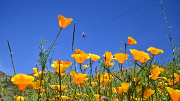 California bursts into super bloom after wet winter Health